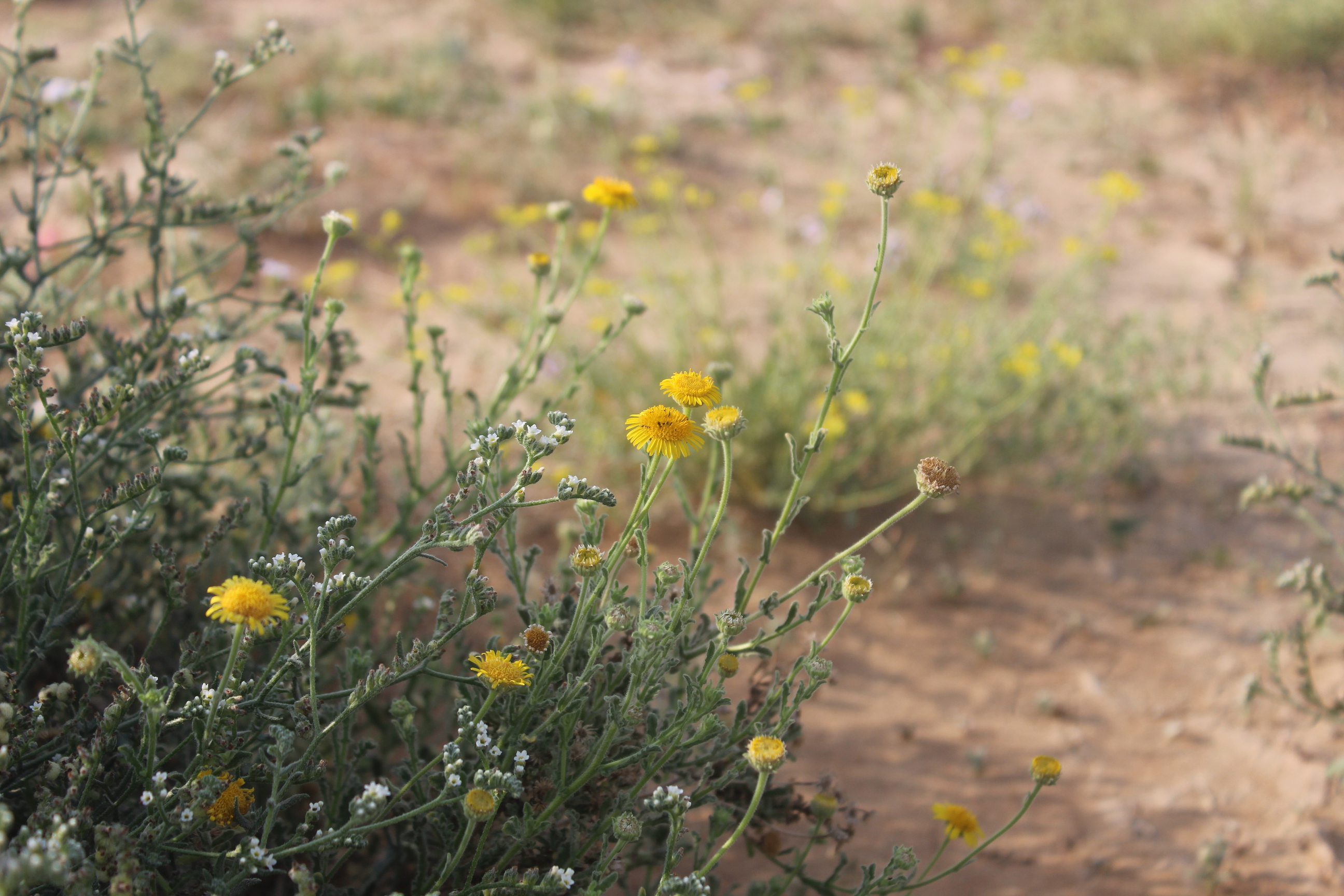 Plant Image